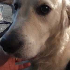 Meet your Posher, Tyson